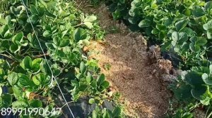 Сажаем рассаду клубники в кассеты, принимаем заказы на рассаду