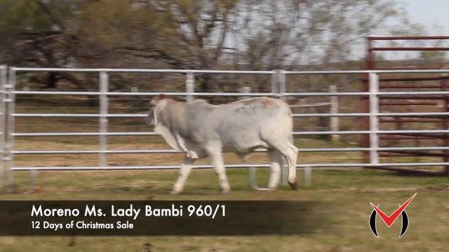 Lot 5 - MORENO MS. LADY BAMBI 960/1 смотреть онлайн