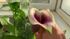 Как выбрать правильно горшок для посадки КАЛЛЫ