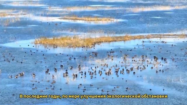 Осенью на заболоченном месте Момогэ наблюдается пик миграции перелётных птиц| провинция Цзилинь смотреть онлайн
