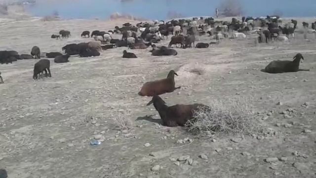 НАСТОЯЩИЙ ГИССАРИСКИЕ ОВЦЫ ТАДЖИКИСТАНА... смотреть онлайн