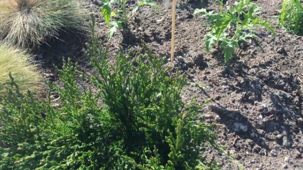 Juniperus horizontalis "Andorra compact", Creeping juniper, Junípero rastrero