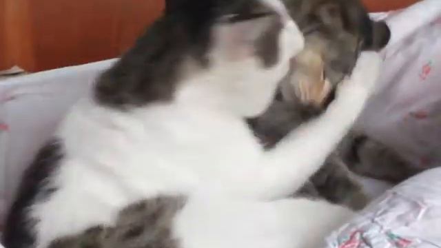 Кошачьи истории смотреть онлайн