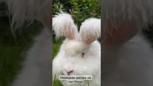 Немецкая ангора на «выпасе». Пока лето не кончилось резвимся. А вы? #немецкаяангора #белыйкролик смотреть онлайн