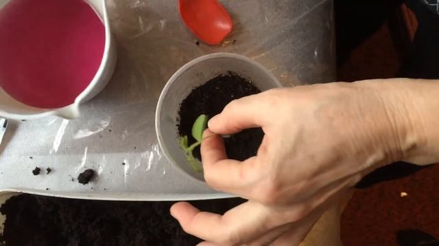 Мой огород. Подготовка к началу дачного сезона. Посадка семян на рассаду. Пикировка рассады. смотреть онлайн