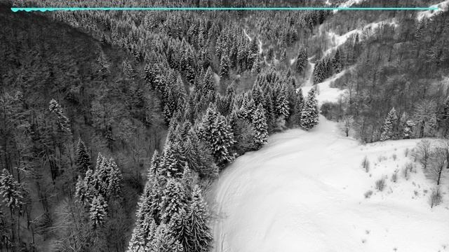 Winter Wind In Snowy Forest
