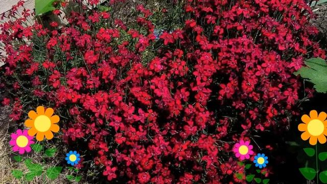 Гвоздика травянка Confetti Deep Red. Краткий обзор, описание характеристик, где купить саженцы смотреть онлайн