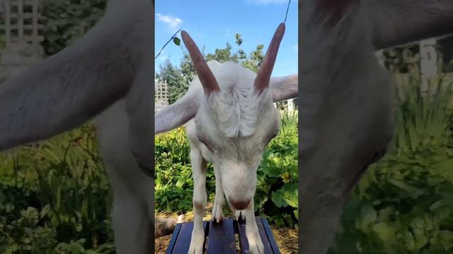 Возле нашего дома. Ярослава, Красотка и Белянка и другие обитатели сада🌸🌹🌿 смотреть онлайн