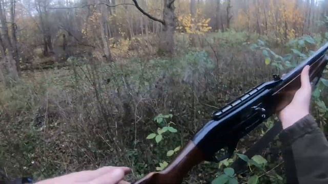 Охота в Беларуси на кабана с русско-европейскими лайками#13|Wild boar hunting in Belarus withhuskie смотреть онлайн
