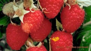 Малина ремонтантная Химбо Топ ? обзор: как сажать, саженцы малины Химбо Топ