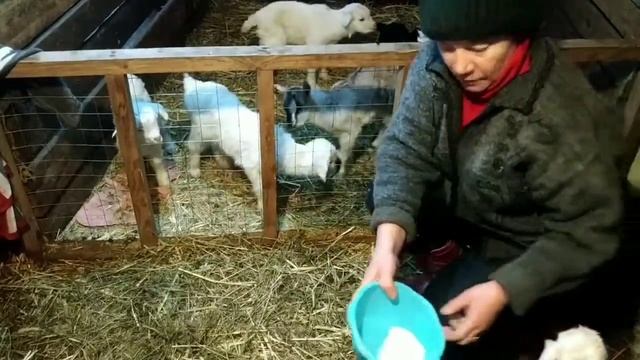 Первое кормление козлят .Что выбрать миску или соску ?