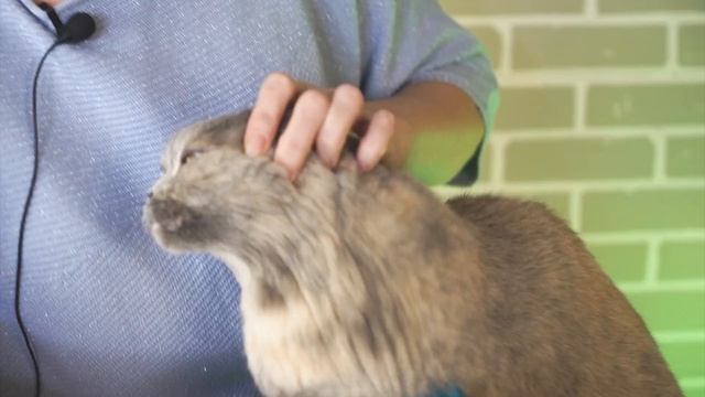 Забудьте про кошачью шерсть в доме ✿ Как выбрать расчёску для кошки смотреть онлайн