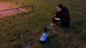 ФРИСБИ. Учим собаку ловить тарелку