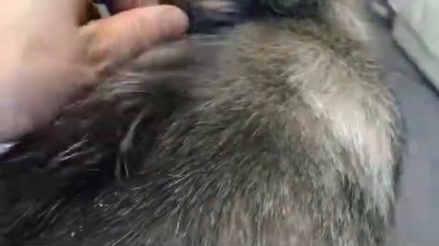 Стриппинг , тримминг цвергшнауцера смотреть онлайн