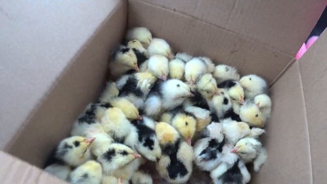 Весеннее пополнение. Плимутроки, Австралорпы. смотреть онлайн