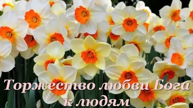 Вальс цветов смотреть онлайн