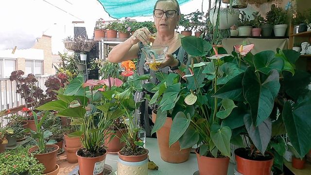 Ingrijirea Anthurium in ghiveci. 6 reguli importante. смотреть онлайн