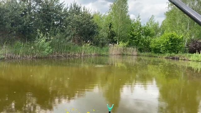 Кормлю рыбу хлебом и рыбалочка в собственном пруду. Пруд на даче. Пруд на участке. смотреть онлайн
