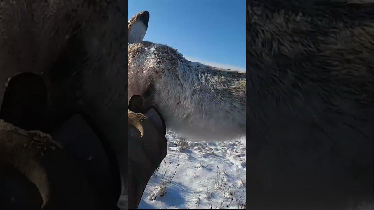 Зайцы мелькают под каждым кустом #охота #охотаназайца смотреть онлайн