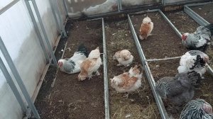 Какие ПОРОДЫ КУР выбрать / ВЫБИРАЕМ универсальных кур ДЛЯ НОВИЧКОВ