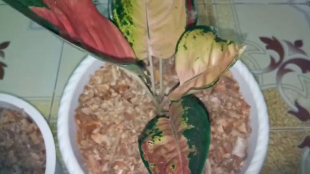 AGLAONEMA SULTAN BRUNEI💛
