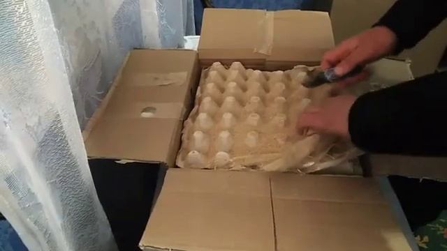 Инкубационное яйцо почтой / Новая Почта смотреть онлайн