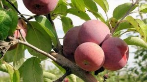 СОРТ ЯБЛОНИ  ЛЕГЕНДА - ОПИСАНИЕ - ХАРАКТЕРИСТИКА СОРТА ЯБЛОНИ ЛЕГЕНДА