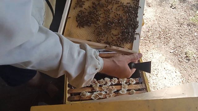 Контроль качества молодых маток в отводках.