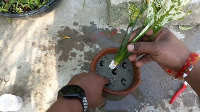 फ्री मे उगाएँ सैकड़ों का एग्लोनीमा कटिंग से /Propagating aglaonema from stem cuttings #gardening смотреть онлайн