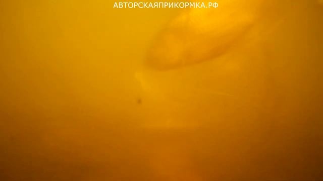 Вот от чего вся рыба начинает клевать без остановки! Жаль что раньше не знал! смотреть онлайн