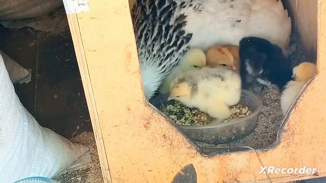 У нас прибавление! Что происходит в нашем хозяйстве. смотреть онлайн