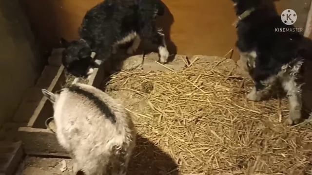 в Краснодарском крае зима/девчёнки - хулиганки переехали/переезд на юг смотреть онлайн