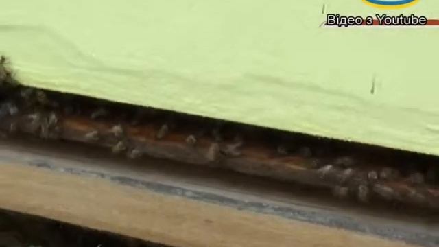 Як перевірити якість меду? смотреть онлайн