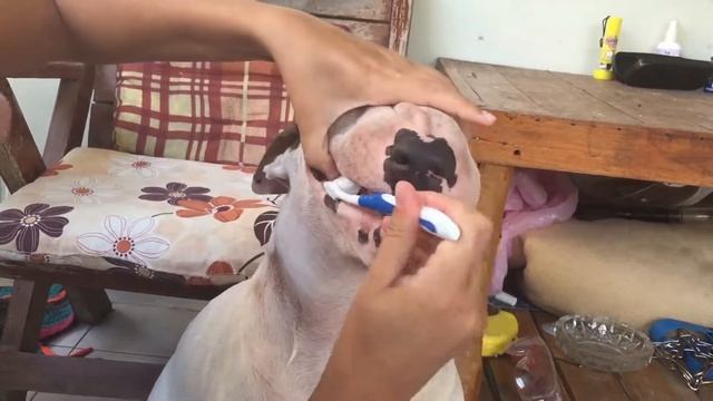 Бультерьеру Жоре чистят зубы смотреть онлайн
