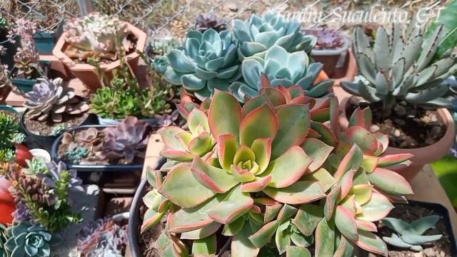 10 Suculentas Económicas bonitas y muy Resistentes / Las Suculentas más Baratas de mi jardín смотреть онлайн