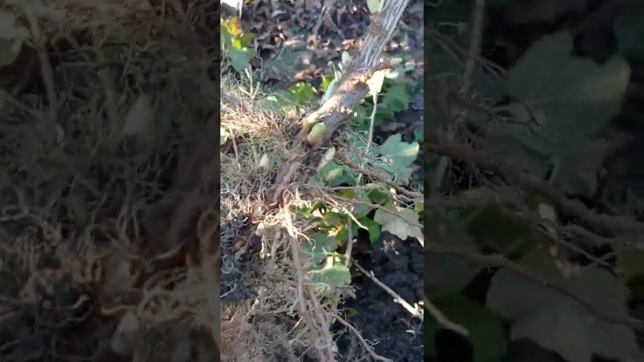 саженцы чёрной смородины сорт (Экзотика) смотреть онлайн