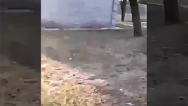 Дрессировка АСТ смотреть онлайн