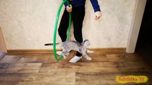 Как научить котенка прыгать через кольцо или обруч. Дрессировка