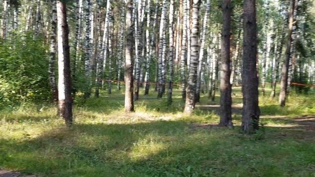 Лазертаг в жулебинском лесу смотреть онлайн