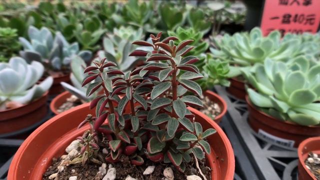 Peperomia Rubella 多肉植物圖鑑 紅蘋果椒草 смотреть онлайн