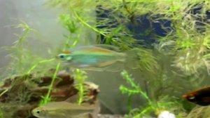 ТЕТРА КОНГО - УХОД, СОДЕРЖАНИЕ, РАЗВЕДЕНИЕ l ЭТО АФРИКАНСКОЕ ЧУДО ЛУЧШЕ ГЛО!) l АКВАРИУМНЫЕ РЫБЫ #1