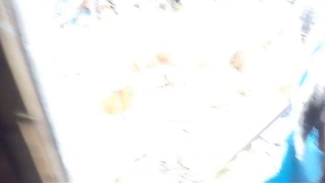 Нашёл в тайге зимовье. Вот что с ним сделал медведь. смотреть онлайн