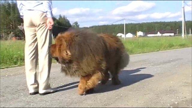 Тибеты Аймако. Тренировка