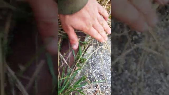 Северо-Крымский канал на полуострове зарос деревьями и травой смотреть онлайн