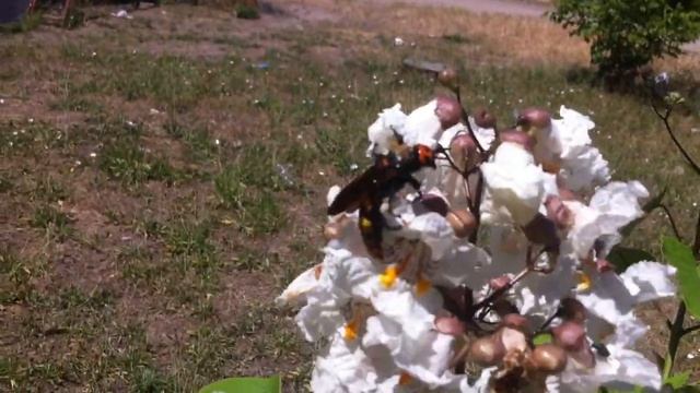 Самая большая оса Европы Сколия гигант смотреть онлайн