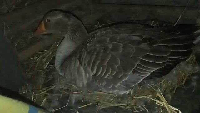 Лупляться #гусенята під гускою, #гусак охороняє смотреть онлайн