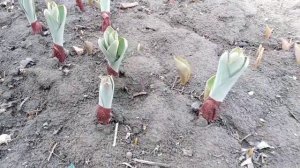 Лук Суворова-рекордсмен.