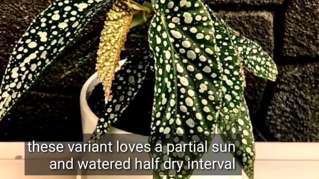 How To Care Begonia White Ice?