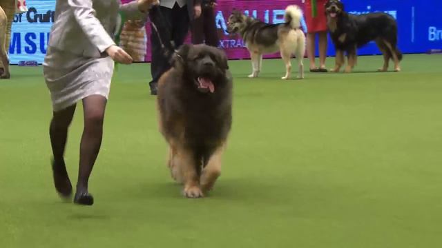 Alaskan Malamute wins Working Group Judging | Crufts 2015 смотреть онлайн