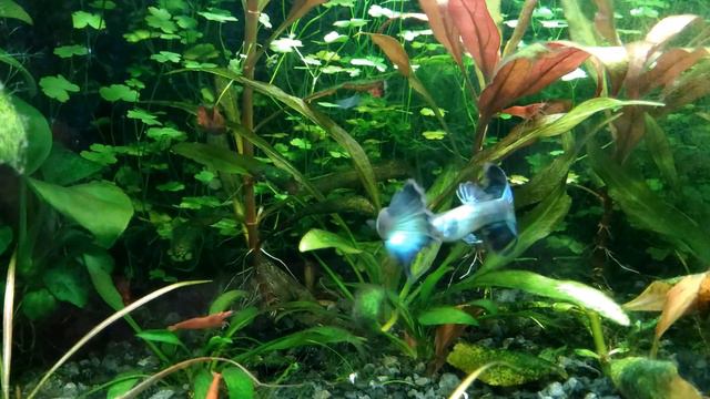 Гуппи Малахит / Guppy Malachite смотреть онлайн